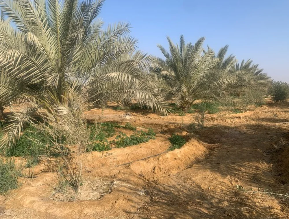 خبرة تشغيلية قابلة للتطبيق على البساتين المختلفة